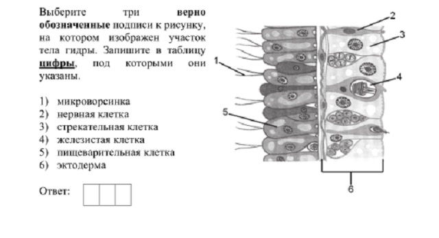 Kraken onion вход