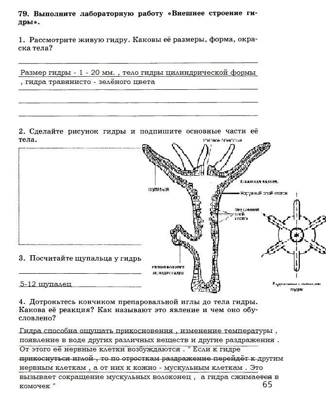 Кракен упал