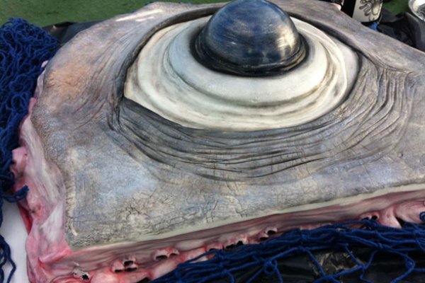 Craken12 at