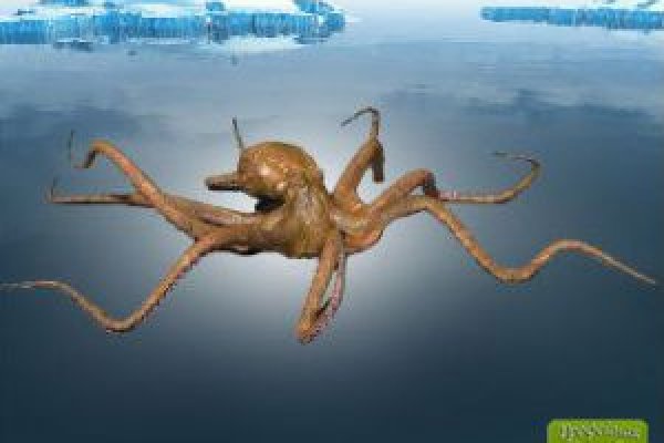 Kraken купить клад