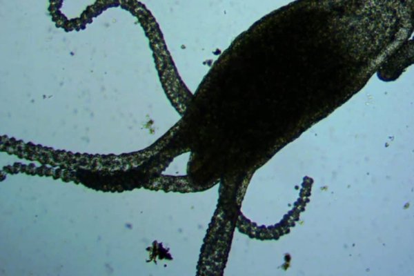 Kraken forum